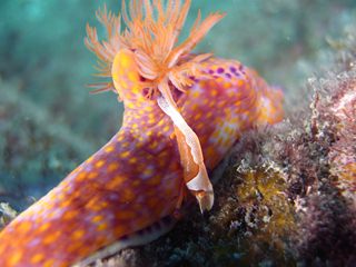 �E�~�E�V�J�N���G�r